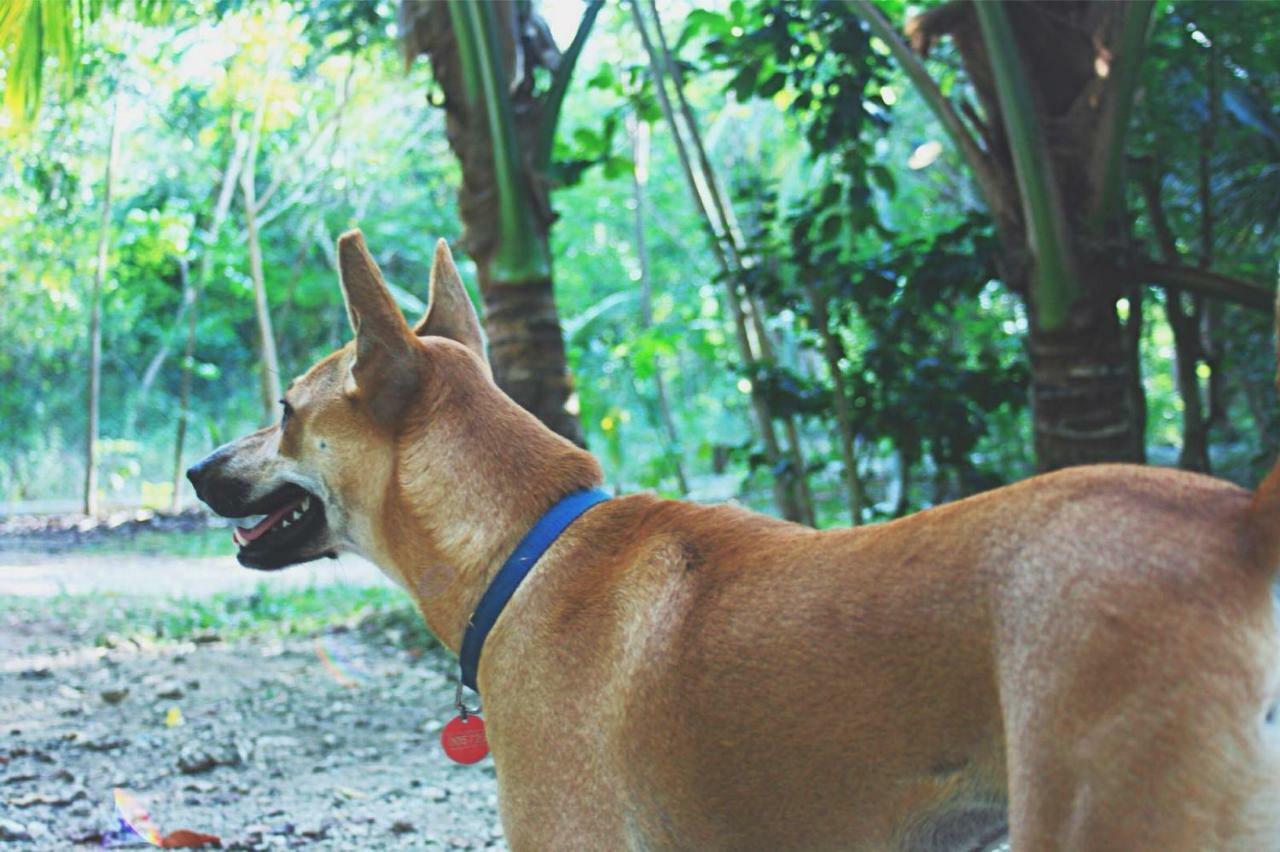 بيت شباب Bohol Coco Farm بنغلاو المظهر الخارجي الصورة
